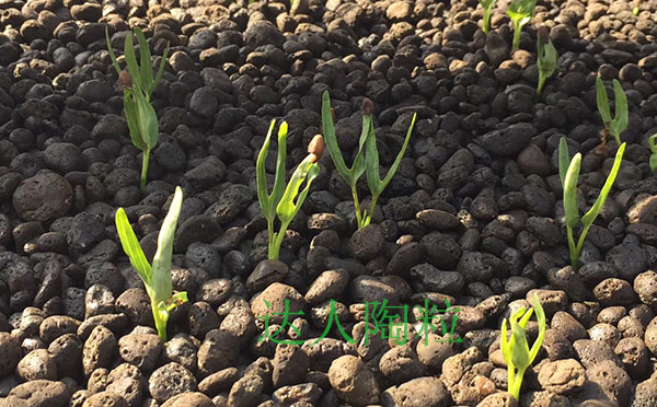 浙江金華陶粒生產(chǎn)廠(chǎng)家直銷(xiāo)